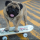 ¿Cómo enseñar a un perro a montar en Skate?